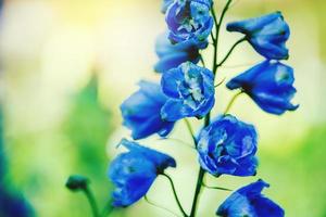 sfondo natura fiore delphinium. fiori blu. sfocatura dello sfondo foto