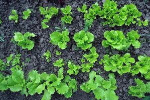 righe di lattuga insalata su un' giardino toppa foto