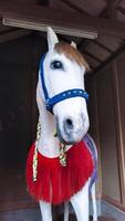 un' bianca cavallo ornamento dedito per un' santuario. un' cavallo considerato sacro come un' cavallo cavalcato di di Dio. un' cavallo quello è dedito per un' giapponese santuario o appare durante feste. foto