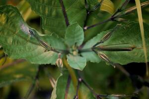 un' selvaggio viola d'oro pianta quello ha non ancora cresciuto suo fiore petali. foto