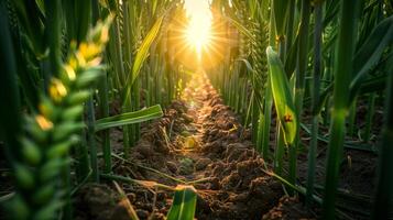 ai generato avvicinamento foto, piano terra Visualizza di un' Grano campo. il prospettiva è a partire dal entro il righe, guardare su in direzione il cielo. il Grano steli, lussureggiante, e verde. foto