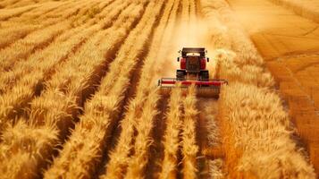 ai generato foto di mietitore Lavorando nel un' Grano campo. generato di artificiale intelligenza.