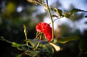 Rose fioritura nel il mattina con rugiada su il le foglie e un' sfocato sfondo foto