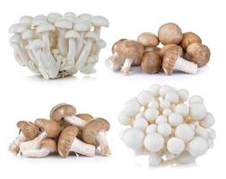 Funghi shiitake e funghi di faggio bianco su sfondo bianco