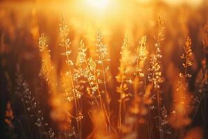 Fiore di campo o erbe crogiolarsi nel il caldo d'oro ora leggero di il ambientazione sole la creazione di un' tranquillo, calmo e idilliaco naturale scena foto