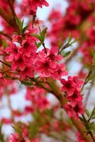 primavera sfondo. fiore di pesca frutta. un' albero con rosa fiori quello siamo fioritura foto