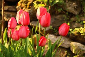 un' mazzo di rosso fiori con il parola tulipani su loro. foto