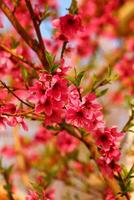primavera sfondo. fiore di pesca frutta. un' albero con rosa fiori quello siamo fioritura foto
