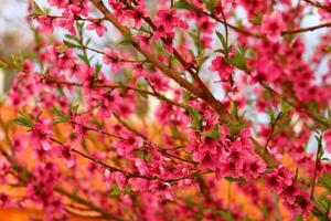 primavera sfondo. fiore di pesca frutta. un' albero con rosa fiori quello siamo fioritura foto