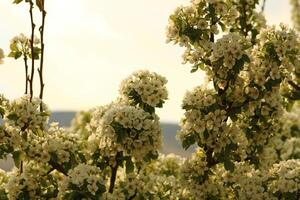 primavera sfondo. fiore di Pera frutta. un' albero con bianca fiori quello dice primavera su esso. foto