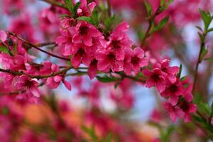 primavera sfondo. fiore di pesca frutta. un' albero con rosa fiori quello siamo fioritura foto