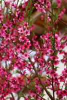 primavera sfondo. fiore di pesca frutta. un' albero con rosa fiori quello siamo fioritura foto