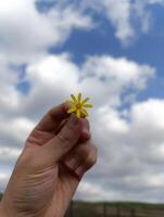 un' mano Tenere un' giallo fiore con il parola dente di leone su esso. foto