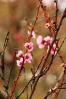 primavera sfondo. fiore di pesca frutta. un' albero con rosa fiori quello siamo fioritura foto