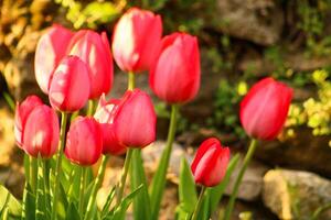 un' mazzo di rosso fiori con il parola tulipani su loro. foto