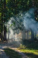 bellissimo Fumo nebbia nel alberi foresta. raggi di sole attraverso mattina foschia. magico nebbioso foresta o parco. in profondità ombre a partire dal luce del sole foto