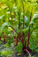 vicino su di rosso barbabietola. barbabietola pianta nel il campo. concetto di agricoltura giardinaggio nel nazione lato vita. veganismo di stagione verdura cibo produzione foto