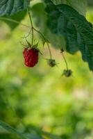 lamponi frutta su cespuglio nel azienda agricola o giardino. raccogliere o raccolta lampone. verdura sfondo le foglie. copia spazio per testo. campagna cibo produrre foto