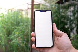 contadino mano Tenere mobile Telefono con vuoto bianca schermo. finto su al di fuori su azienda agricola agricoltura concetto. pomodori nel serra sfondo. raccolta tecnologia innovazioni foto