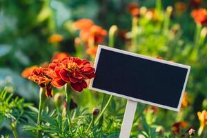 lavagna vuoto copia spazio per annuncio pubblicitario su azienda agricola raccolta sfondo di eco-friendly sostenibile crescita calendula fiori. posto per testo modello finto su azienda agricola nucleo salutare agricolo cibo produrre foto