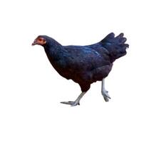 un' nero pollo isolato su bianca sfondo foto