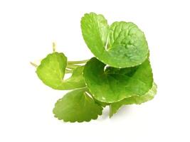 gotu Kola avvicinamento, asiatico centella, indiano centella, grazie le foglie isolato su bianca sfondo foto