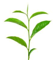 foglia di tè verde isolata su sfondo bianco foto