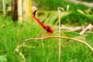 un' rosso bellissimo libellula natura foto