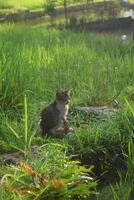 avvicinamento foto di un' gattino nel il riso i campi