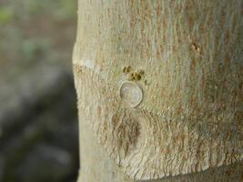 un' macro foto di il abbaiare di un' vivente albero nel il tropici Spettacoli un' unico a strisce modello