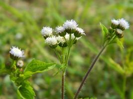 avvicinamento foto di un' selvaggio verde pianta quello ha bellissimo fiori. impianti quello crescere selvaggio nel tropicale natura