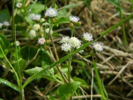 avvicinamento foto di un' selvaggio verde pianta quello ha bellissimo fiori. impianti quello crescere selvaggio nel tropicale natura