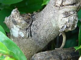 un' macro foto di il abbaiare di un' vivente albero nel il tropici Spettacoli un' unico a strisce modello