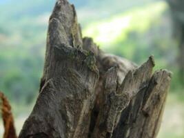 un' macro foto di il abbaiare di un' vivente albero nel il tropici Spettacoli un' unico a strisce modello