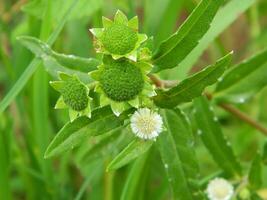 avvicinamento foto di un' selvaggio verde pianta quello ha bellissimo fiori. impianti quello crescere selvaggio nel tropicale natura