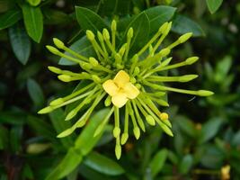 avvicinamento foto di un' selvaggio verde pianta quello ha bellissimo fiori. impianti quello crescere selvaggio nel tropicale natura