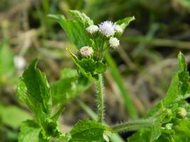 avvicinamento foto di un' selvaggio verde pianta quello ha bellissimo fiori. impianti quello crescere selvaggio nel tropicale natura