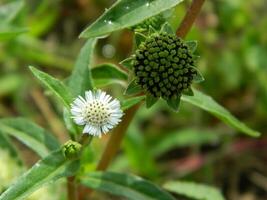 avvicinamento foto di un' selvaggio verde pianta quello ha bellissimo fiori. impianti quello crescere selvaggio nel tropicale natura