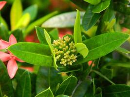 avvicinamento foto di un' selvaggio verde pianta quello ha bellissimo fiori. impianti quello crescere selvaggio nel tropicale natura