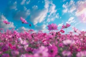 un' campo di rosa cosmo fiori ondeggiante nel il brezza sotto il luminosa blu cielo, catturato nel un' sognante, illuminata dal sole scena. foto