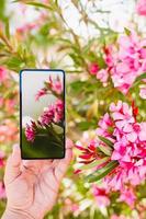 utilizzo dello smartphone per fare una foto macro di fiori colorati di rosa