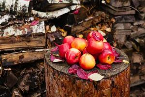 natura morta con diverse mele rosse sdraiate su un vecchio ceppo di legno di pino. foto