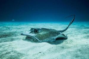 pastinaca comune sul terreno dell'oceano. foto