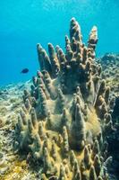 rari coralli pilastro nel mar dei caraibi