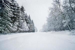 strada nella foresta coperta di neve in una tranquilla giornata di neve foto