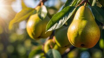 maturo succoso Pera nel un' cestino nel il giardino avvicinamento foto