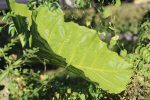 lussureggiante verde tropicale impianti in crescita nel un' giardino foto