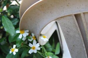 bellissimo multiplo colorato fiori in crescita nel un' giardino foto