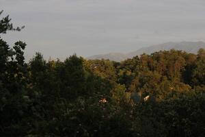 montagna paesaggio in giro gatlinburg Tennessee foto