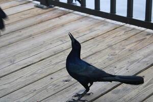 Comune grackle sospeso su su il spugna banchine nel tarpon molle Florida. foto